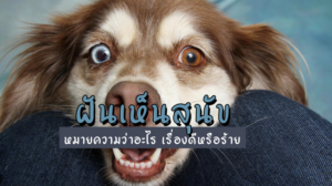 ทำนายฝัน ฝันเห็นสุนัข 2565