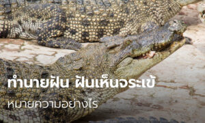 ฝันเห็นฝูงจระเข้ 2566