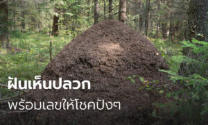 ฝันเห็นจอมปลวก 2566