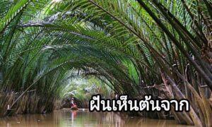 ฝันเห็นต้นจาก 2566