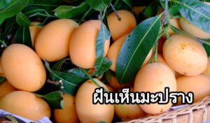 ฝันเห็นมะปราง 2566