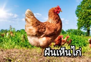 ฝันเห็นไก่ 2567